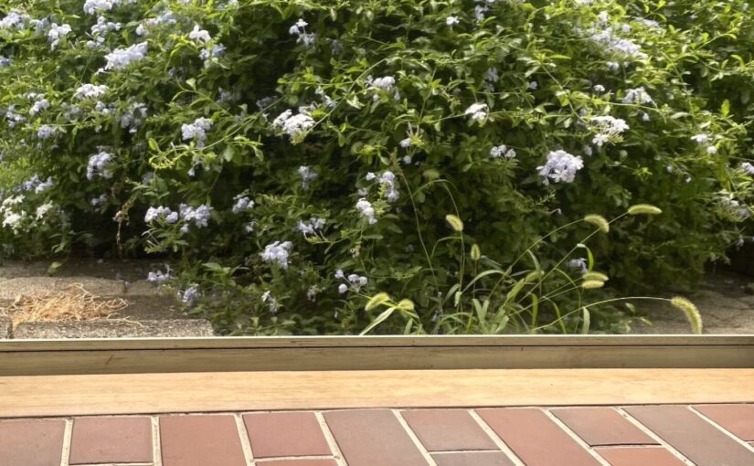 Blue plumbago photo